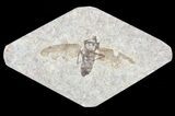 Fossil March Fly (Plecia) - Green River Formation #65085-2